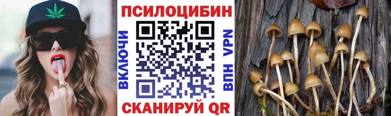 Псилоцибиновые грибы Psilocybe Славгород